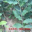 白山市简阳嫁接板栗苗基地超低价厂家直销图片