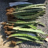 苏州市火龙果功效与作用图片4