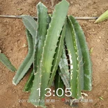 苏州市火龙果功效与作用图片2