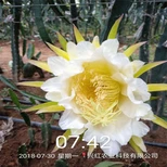 湘西火龙果树种植技术图片0