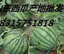 山东西瓜那里批发最便宜，山东京心西瓜种植合作社批发