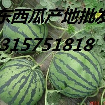 沂水甜瓜种植基地在哪里。甜瓜种植基地合作社