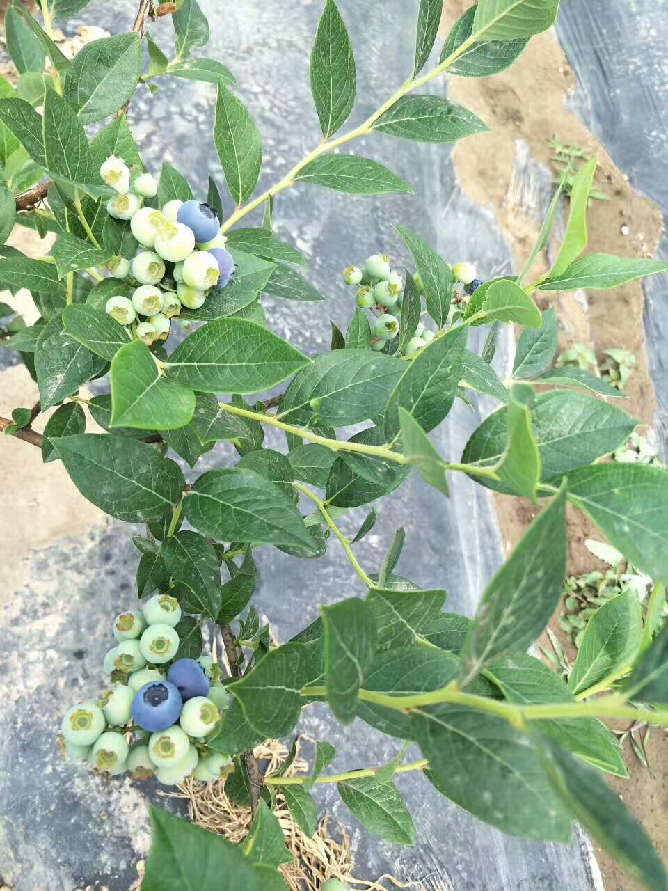 奥尼尔蓝莓苗品种蓝莓苗小苗