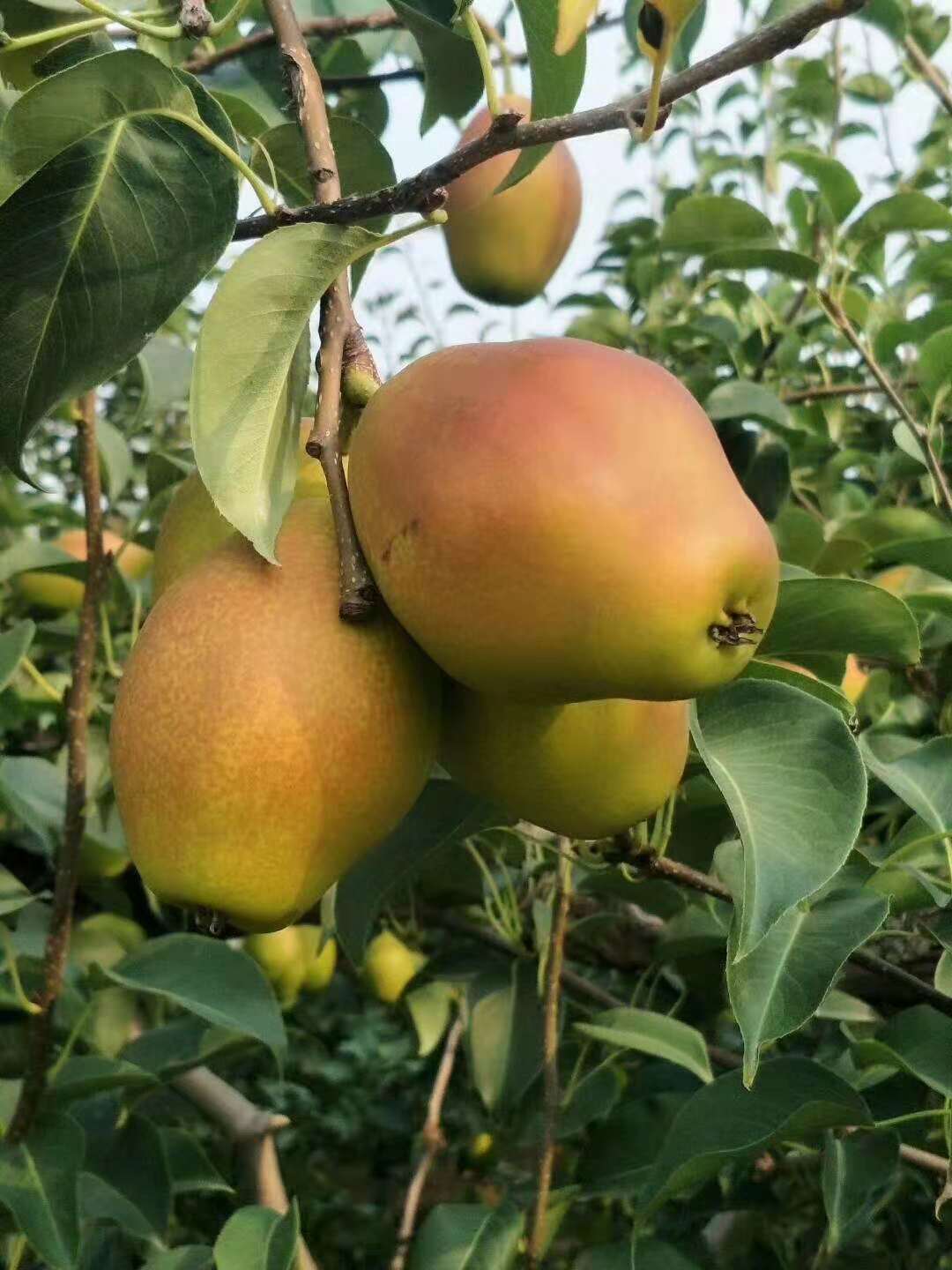 早熟的品種在果實採收後進行蘋果梨蘋果梨主要是產于吉林省,因為它長