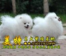 深圳哪里有博美出售深圳福田哪里有卖博美小狗