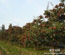山楂树、出售山楂树、15公分、18公分、20公分、25公分山楂树图片