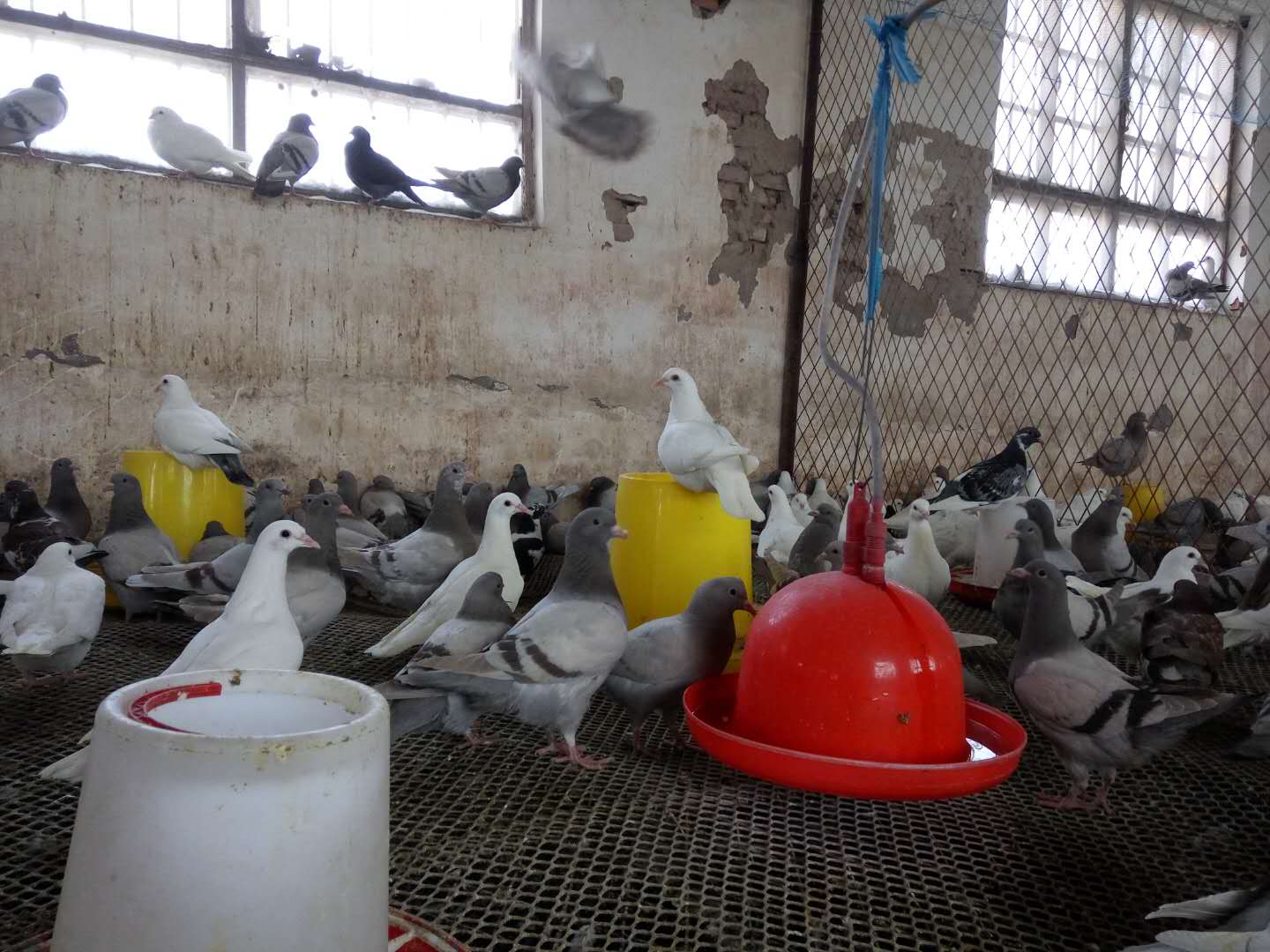 库尔勒养殖网 库尔勒禽类养殖 库尔勒肉鸽养殖 批发白羽王鸽    出售