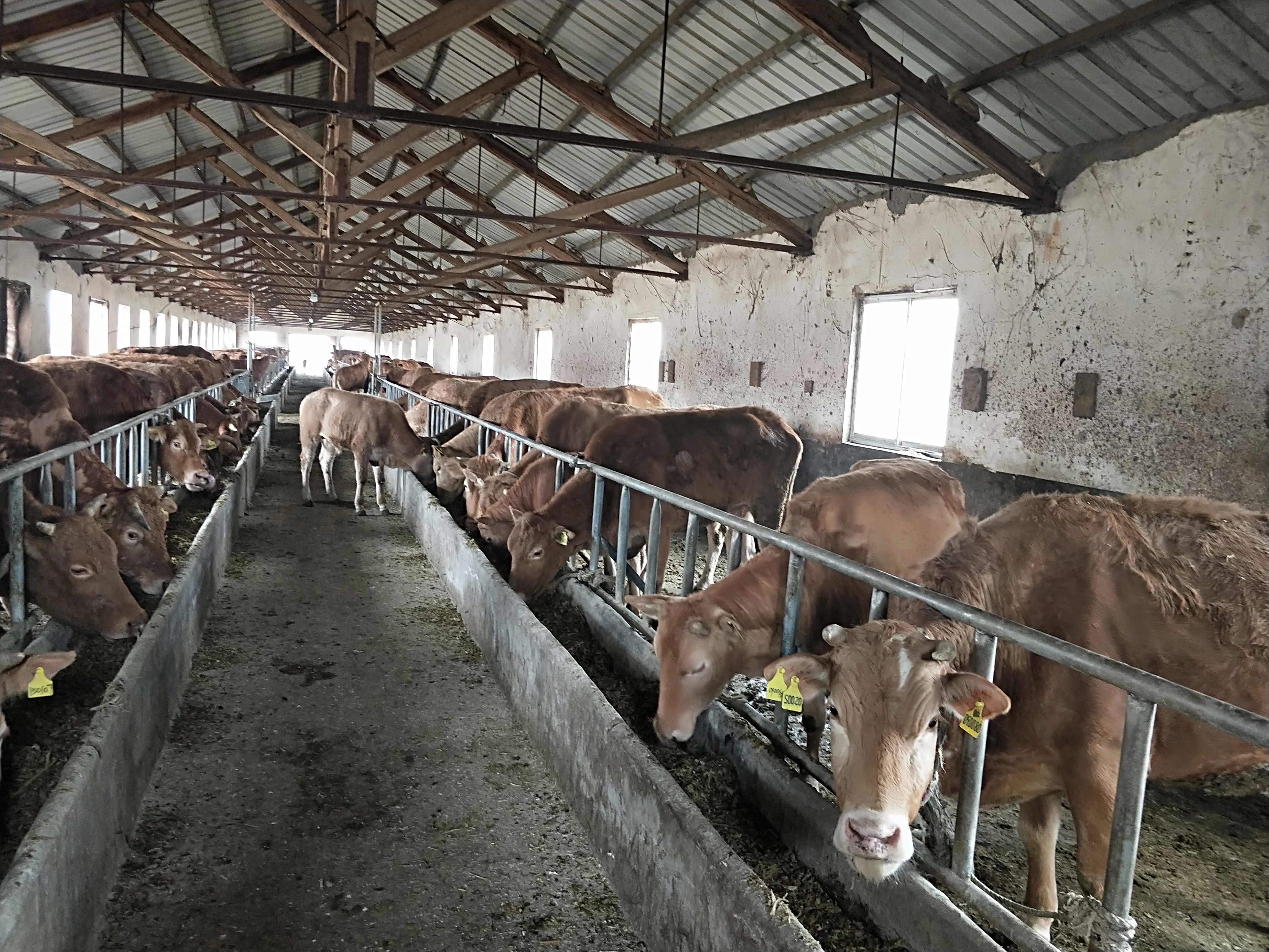 贵州肉牛犊养殖基地图片