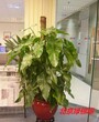建外绿植租赁，建外绿植租摆服务公司图片