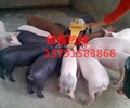 山东仔猪市场三元仔猪，杜洛克仔猪10-60公斤特价出售中