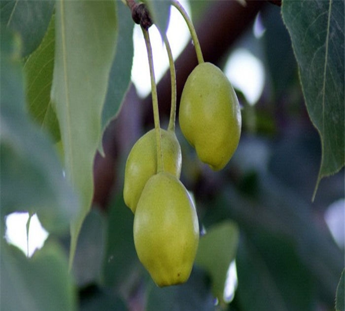 棣棠花果实图片