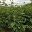 河北1年花椒苗产地,无刺花椒图片