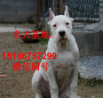 纯种牧羊犬牧羊犬基地山东养犬基地血统牧羊犬图片